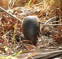 Image of: Dasypus novemcinctus (nine-banded armadillo)