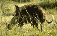 Image of: Lycaon pictus (African wild dog)