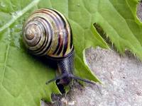 Cepaea nemoralis - Brown Lipped Snail