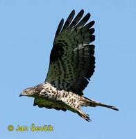 Pernis apivorus - Honey Buzzard