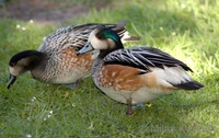 Anas sibilatrix - Chiloe Wigeon