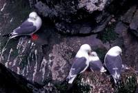 Rissa brevirostris - Red-legged Kittiwake