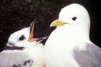 Rissa brevirostris - Red-legged Kittiwake