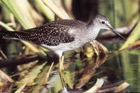 Tringa flavipes - Lesser Yellowlegs