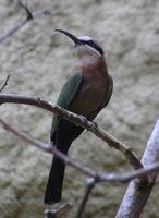 Merops bullockoides - White-fronted Bee-eater
