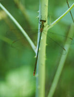 Image of: Lestes vigilax