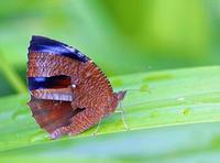 Image of: Nymphalidae (admirals, anglewings, brush-footed butterflies, checker-spots, crescent-s...