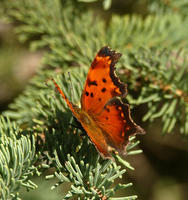 Image of: Polygonia progne (gray comma)