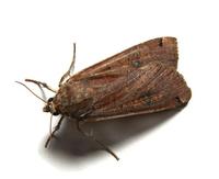 Image of: Rhynchagrotis