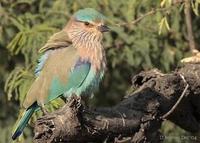 Image of: Coracias benghalensis (Indian roller)