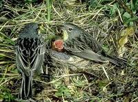 Image of: Dendroica kirtlandii (Kirtland's warbler)