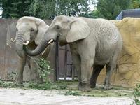 Loxodonta africana africana - South African Bush Elephant