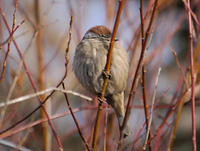 Image of: Passer montanus (Eurasian tree sparrow)