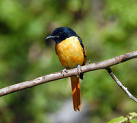 Image of: Pericrocotus solaris (grey-chinned minivet)