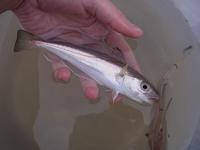 Merlangius merlangus - English Whiting