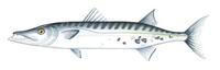 Image of: Sphyraena barracuda (great barracuda)