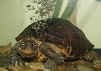 Image of: Chinemys reevesii (Reeves' turtle)
