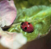 Twospotted lady beetle