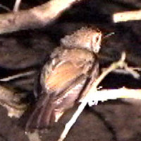 Short-tailed Babbler - Malacocincla malaccensis