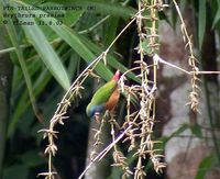 Pin-tailed Parrotfinch - Erythrura prasina