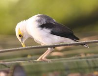 Black-winged Starling - Sturnus melanopterus