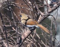 Buffy Laughingthrush - Garrulax berthemyi