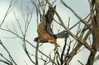 Australian Hobby