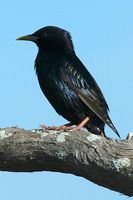 Common Starling