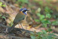 Pitta-like Ground-Roller (Atelornis pittoides) photo