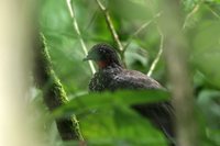 Crested Guan - Penelope purpurascens