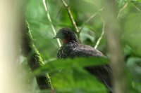 Crested Guan - Penelope purpurascens