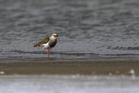 Andean Lapwing - Vanellus resplendens