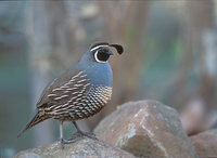 California Quail (Callipepla californica) photo