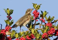 Redwing (Turdus iliacus) photo