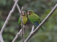 Orange-fronted Parakeet - Aratinga canicularis