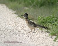 Greater Roadrunner - Geococcyx californianus