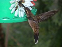 Scale-throated Hermit - Phaethornis eurynome