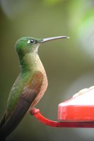 Fawn-breasted Brilliant - Heliodoxa rubinoides