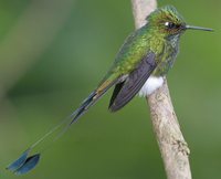 Booted Racket-tail - Ocreatus underwoodii