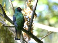 Masked Trogon - Trogon personatus