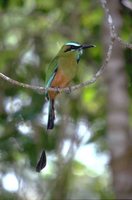 Turquoise-browed Motmot - Eumomota superciliosa