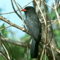 Black-fronted Nunbird - Monasa nigrifrons