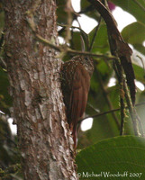 Montane Woodcreeper - Lepidocolaptes lacrymiger