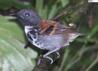 Spotted Antbird - Hylophylax naevioides