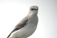 Tropical Mockingbird - Mimus gilvus