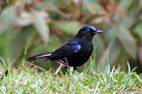 White-tailed Robin - Cinclidium leucurum