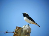 Mourning Wheatear - Oenanthe lugens