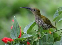 Streaked Spiderhunter - Arachnothera magna