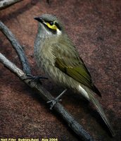 Yellow-faced Honeyeater - Lichenostomus chrysops