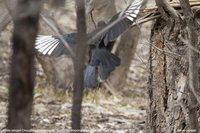 White-winged Chough - Corcorax melanorhamphos